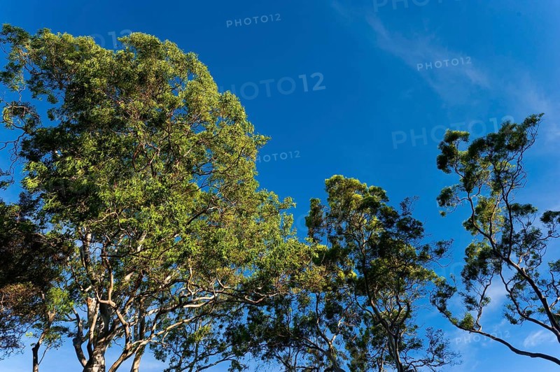 Eucalyptuses (Eucalyptus), tree, eucalyptus, flora, on the east coast, Queensland, Australia, Oceania