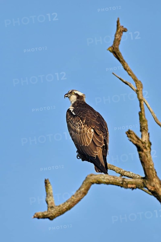 Western osprey (Pandion haliaetus), perched on a branch, Flachsee, Canton Aargau, Switzerland, Europe