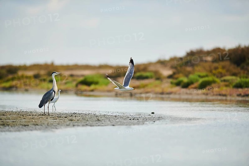 Grey heron (Ardea cinerea) and a Great egret (Ardea alba) standing at the waters edge while a Yellow-legged gull (Larus michahellis) flying, Camargue, France, Europe