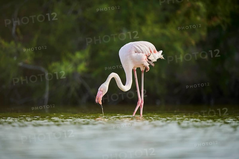 Greater Flamingo (Phoenicopterus roseus) walking in the water, Parc Naturel Regional de Camargue, France, Europe