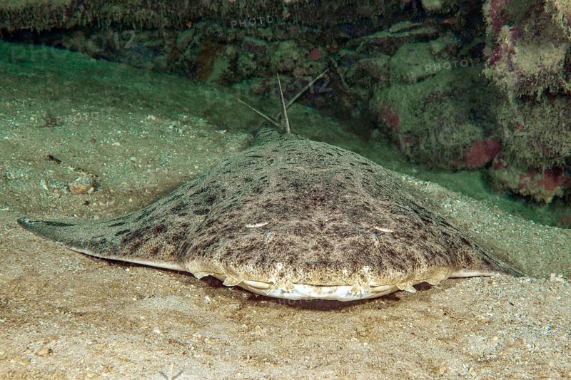 Frontal view of monkfish (Squatina squatina) lying on sandy seabed in shadow of reef wall rock reef, East Atlantic, Fuerteventura, Canary Islands, Spain, Europe