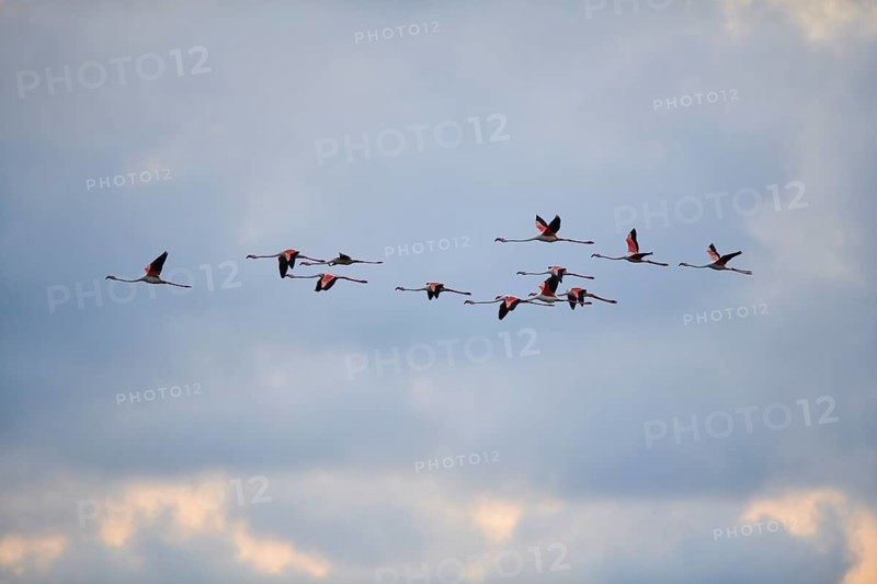 Greater Flamingos (Phoenicopterus roseus), flying in the sky at sunset, Parc Naturel Regional de Camargue, France, Europe