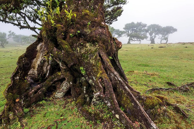Laurel trees overgrown with moss and plants in the mist, old laurel forest (Laurisilva), stinkwood (Ocotea foetens), UNESCO World Heritage Site, Fanal, Madeira, Portugal, Europe