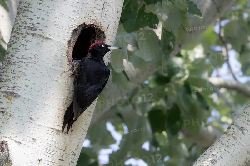 Black Woodpecker cock at the breeding hole, Lake Neusiedl National Park, Burgenland, Austria, Europe
