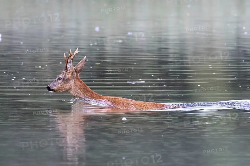 Roebuck swimming in the river, Europe, Austria, Upper Austria, Europe