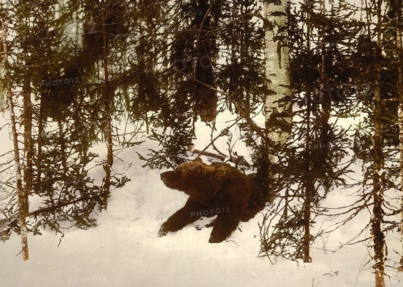 A bear comes out of its cave, Winter, Russia, c. 1890, Historic, digitally enhanced reproduction of a photochrome print from 1895, Europe