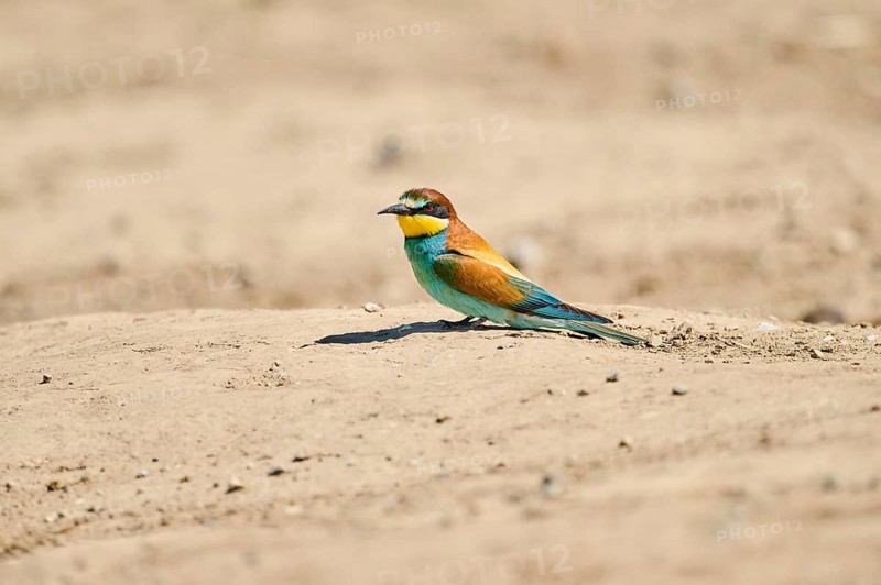 European bee-eater (Merops apiaster) sitting on the ground, Spain, Europe