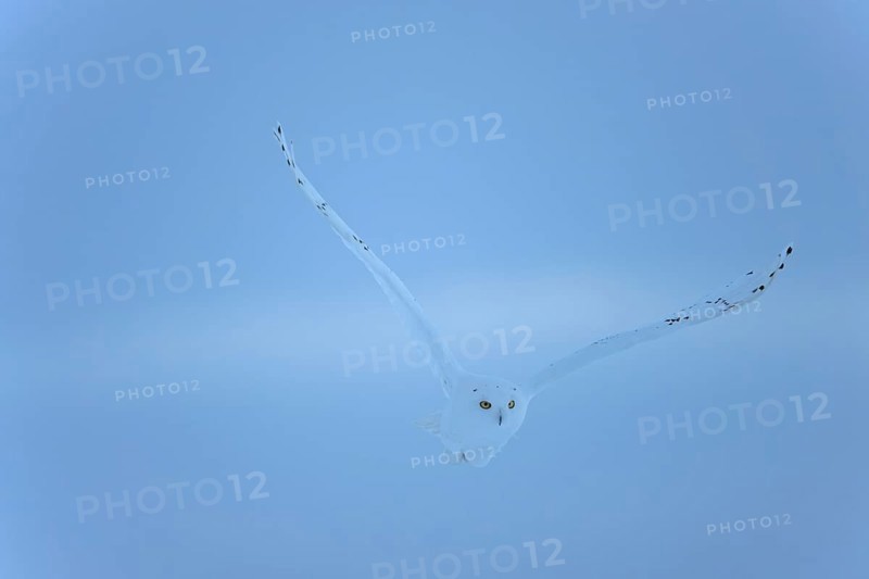 Male snowy owl (Nyctea scandiaca) (syn. Bubo scandiaca) in flight, wings spread, blue hour, Quebec, Canada, North America