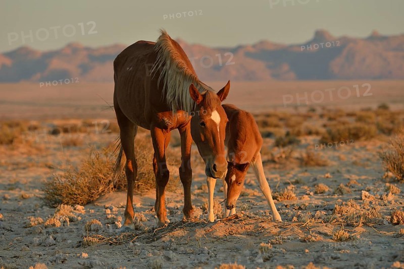 Desert Horses (Equus ferus), mare with foal, searching for food in poor soil, near waterhole Garub, near Aus, Karas Region, Namibia, Africa