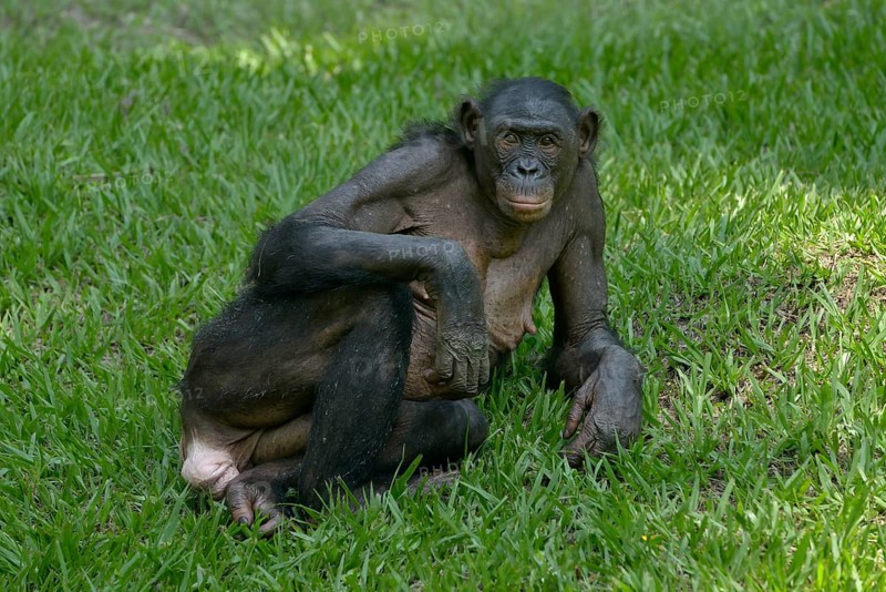 Bonobo (Pan paniscus), Lola ya Bonobo Sanctuary, Kimwenza, Mont Ngafula, Kinshasa, Democratic Republic of the Congo