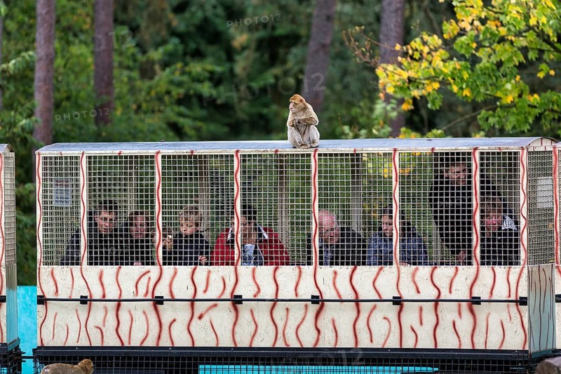 Visitors at the zoo ride a train through open-air enclosure, looking through barred window, barbary macaque (Macaca sylvanus) sitting on roof, Safaripark, Safariland Stukenbrock, Schloß Holte-Stukenbrock, North Rhine-Westphalia, Germany, Europe