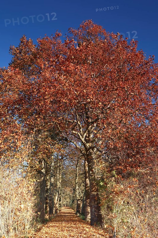 Autumn atmosphere in the floodplain, hiking trail, Prince Franz cycle path, Elbe cycle path, Middle Elbe Biosphere Reserve, Saxony-Anhalt, Germany, Europe