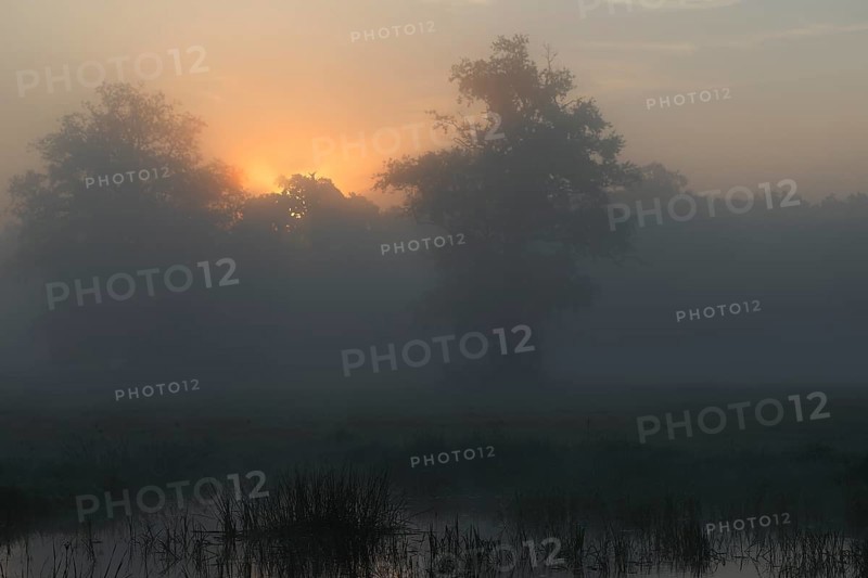 Backlit foggy atmosphere in the morning at an oxbow lake, Middle Elbe Biosphere Reserve, Saxony-Anhalt, Germany, Europe