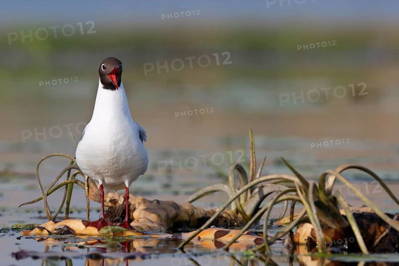 Black-headed gull (Chroicocephalus ridibundus), animal on a water lily rootstock during the breeding season, Flusslandschaft Peenetal nature park Park, Mecklenburg-Western Pomerania, Germany, Europe