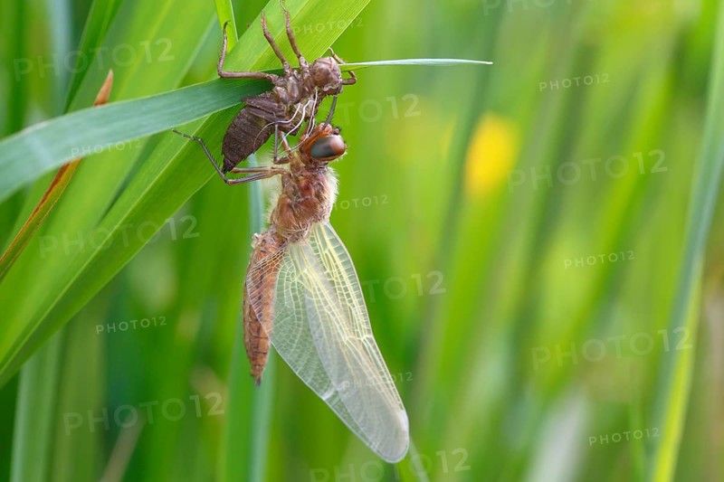 Two-spot (Epitheca bimaculata), imago with exuvium on a reed stalk, after hatching, finished insect, Naturpark Flusslandschaft Peenetal, Mecklenburg-Vorpommern, Germany, Europe