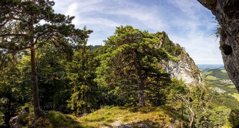 Pine with the summit of the Nockstein, Osterhorngruppe, Flachgau, Land Salzburg, Austria, Europe