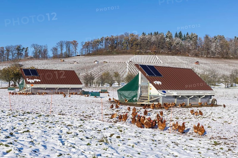 Mobile chicken coops and chickens in a meadow in winter, snow, mobile chicken coops for free-range farming, Baden-Württemberg, Germany, Europe