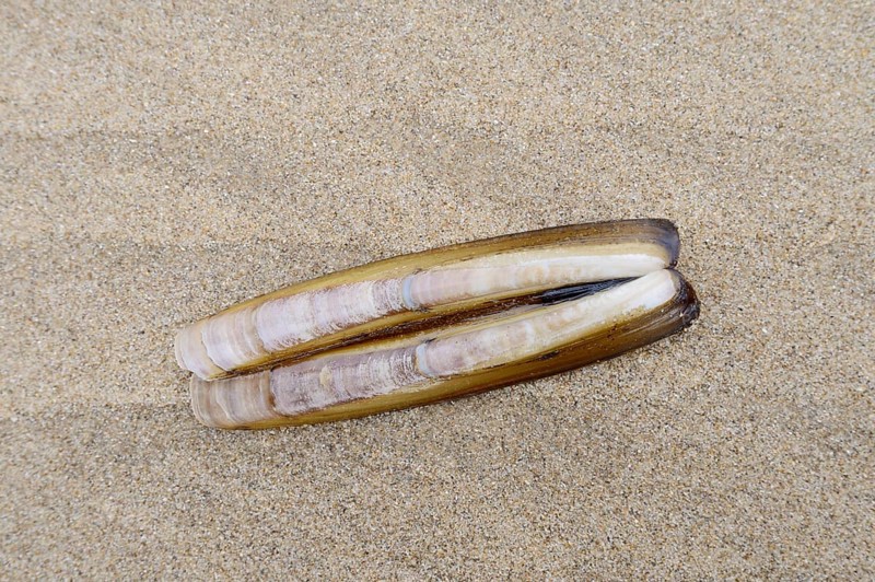 Atlantic jackknife clam (Ensis directus), mussel shell on the beach, South Holland, Netherlands