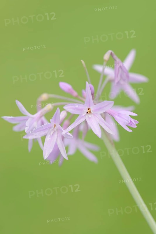 Cape lily (Tulbaghia violacea), flowers, occurrence in South Africa, North Rhine-Westphalia, Germany, Europe