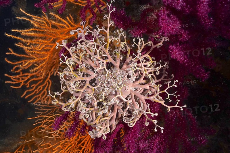 A blaze of colour in the mediterranean basket star (Astrospartus mediterraneus) in the Mediterranean near Hyères. Dive site Giens Peninsula, Côte dAzur, France, Europe