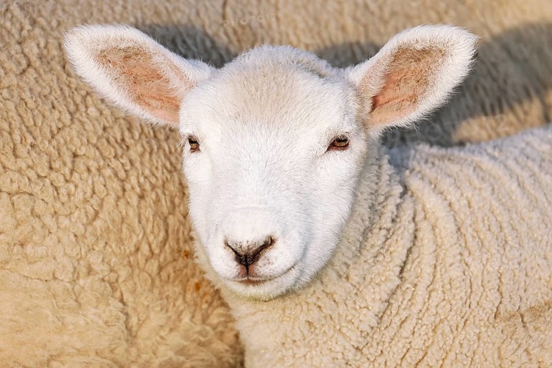 Domestic sheep (Ovis gmelini aries), lamb, portrait, baby animal, Schleswig-Holstein, Germany, Europe