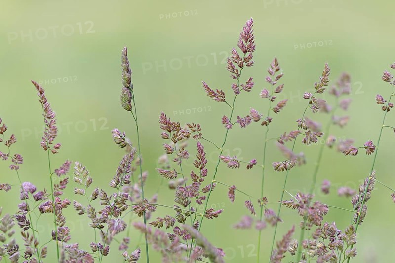 Orchard grass (Dactylis glomerata), North Rhine-Westphalia, Germany, Europe