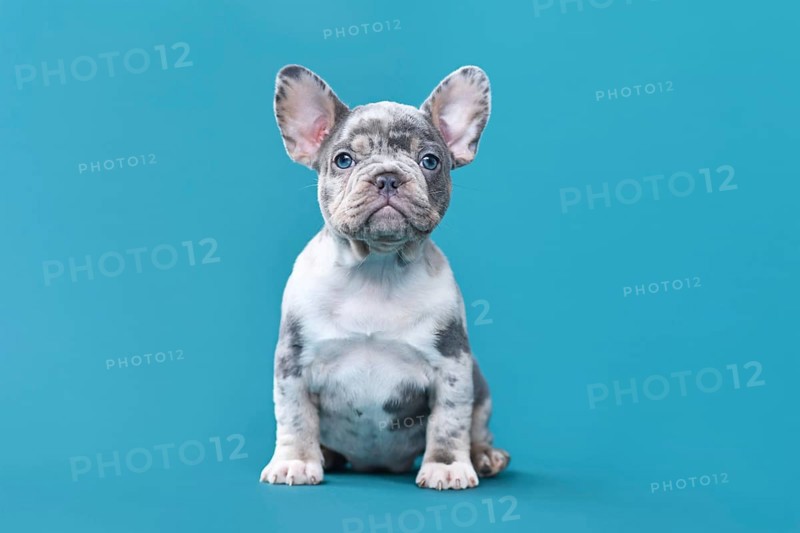 Merle French Bulldog dog puppy sitting in front of blue background