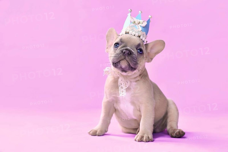 French Bulldog dog puppy wearing a paper crown with lace and ribbons on pink background with empty copy space