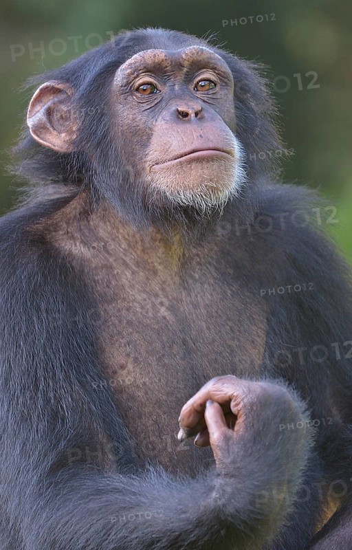 West African Chimpanzee (Pan troglodytes verus), Tacugama Chimpanzee Sanctuary, Province Western Area Tacugama, Sierra Leone, Africa