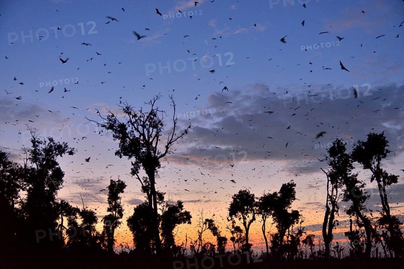 Straw-coloured Fruit Bats (Eidolon helvum), in flight at first light, Kasanka National Park, Zambia, Africa