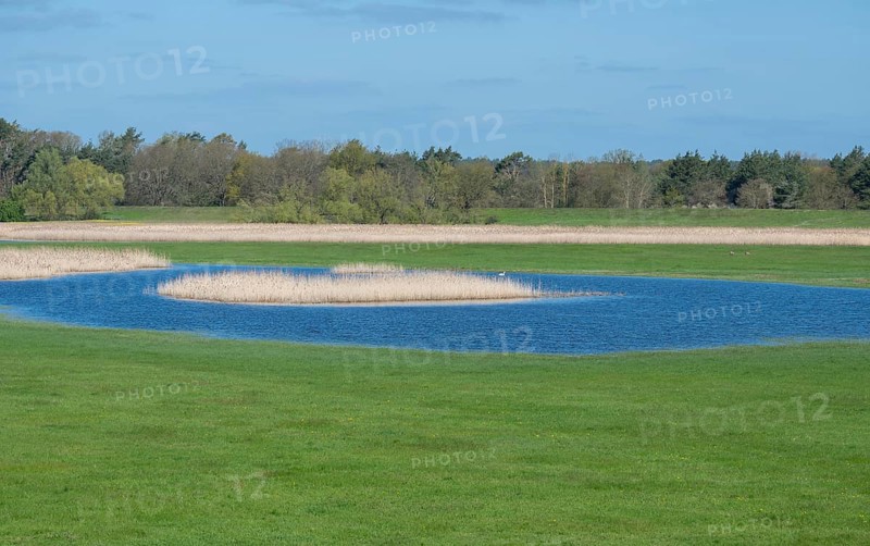 Elbe meadows, floodplain landscape, UNESCO Biosphere Reserve River Landscape ELBE, Mecklenburg-Western Pomerania, Germany, Europe