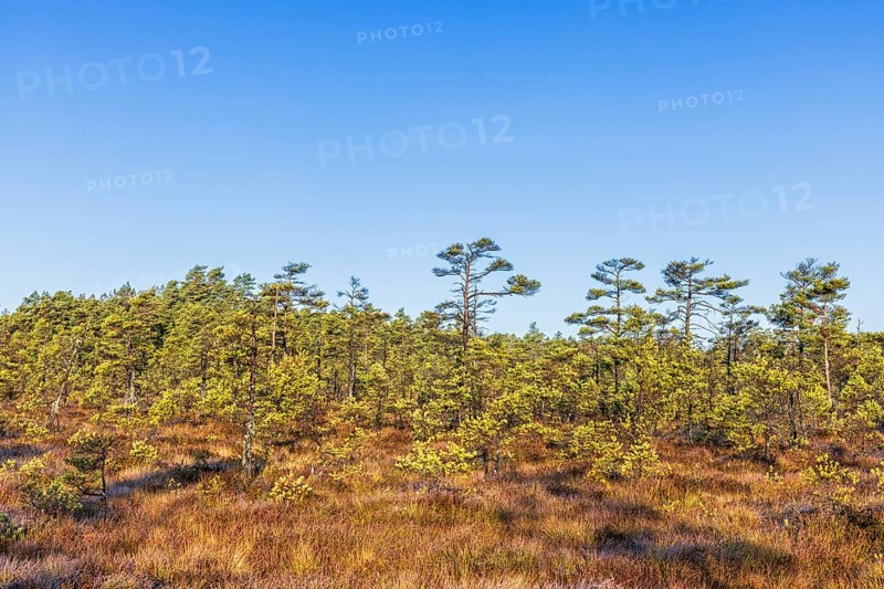 Pine forest on a bog on a sunny autumn day in the wilderness
