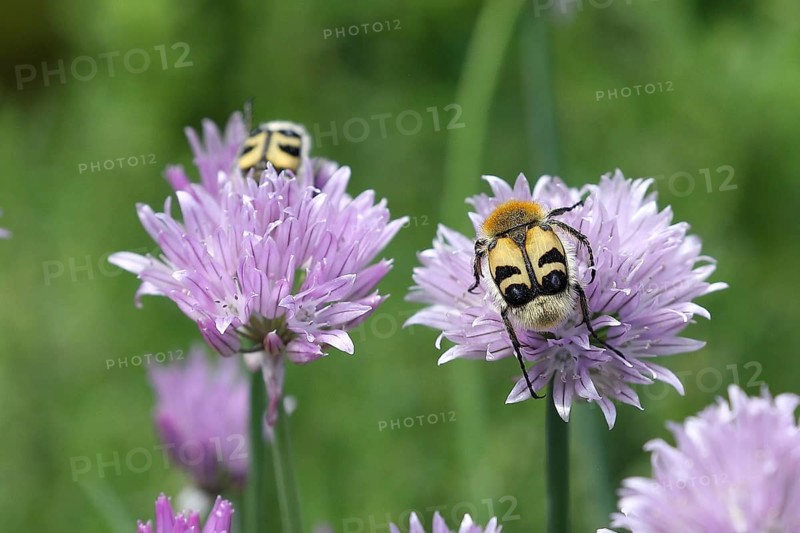 Beetle (Trichius fasciatus), on flowering chive (Allium schoenoprasum), Wilden, North Rhine-Westphalia, Germany, Europe
