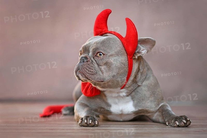 French Bulldog dog wearing red devil horns, tail and bow tie Halloween costume in front of gray background