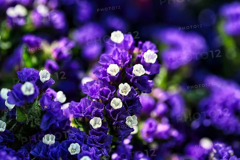 Blue flowering triple flower (bougainvillea), close-up, Andalusia, Spain, Europe