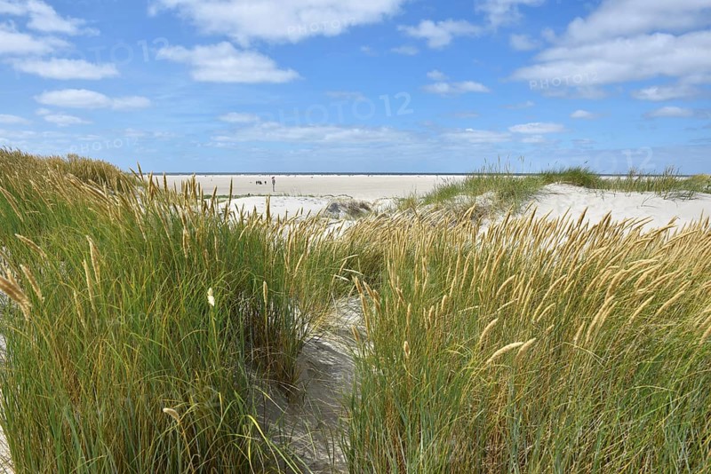 Dune landscape, beach access at the North Sea beach Hungerhamm, St. Peter-Ording, Schleswig-Holstein, Germany, Europe