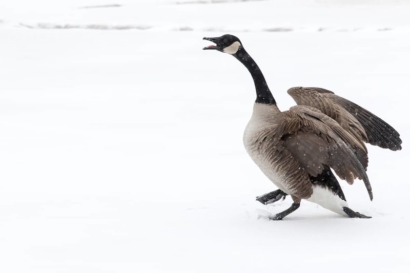 Canada goose standing on a frozen lake. Branta canadensis. Goose with agressive display
