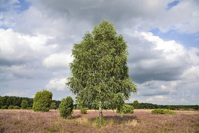 Heathland, juniper forest Schmarbeck, birch (Betula), common juniper (Juniperus communis) and flowering common heather (Calluna Vulgaris), blue cloudy sky, South Heath nature park Park, Lüneburg Heath, Lower Saxony, Germany, Europe