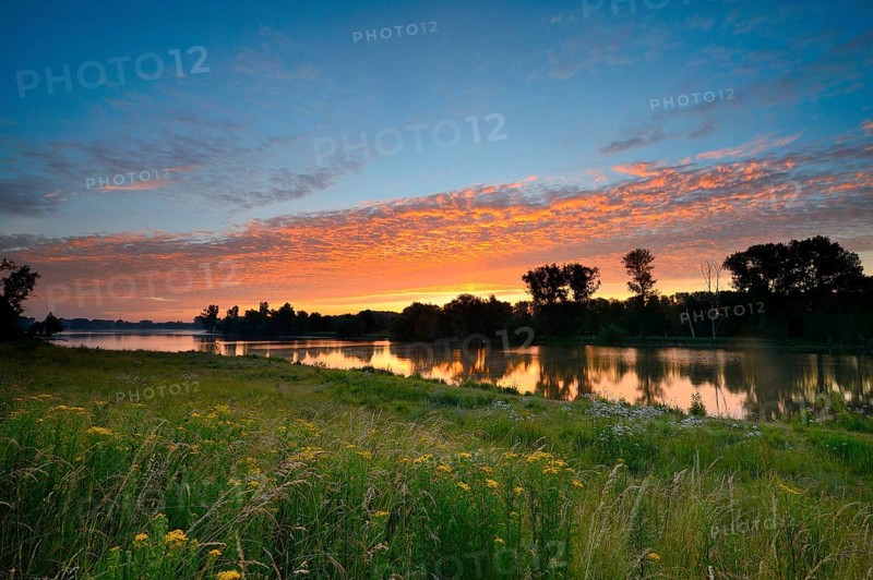 Morning glow on the Altrhein with Jacob's-grass (Senecio jacobaea) and deciduous trees, Xanten, Lower Rhine, North Rhine-Westphalia, Germany, Europe