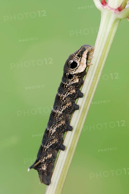 Elephant hawk-moth (Deilephila elpenor), caterpillar, North Rhine-Westphalia, Germany, Europe