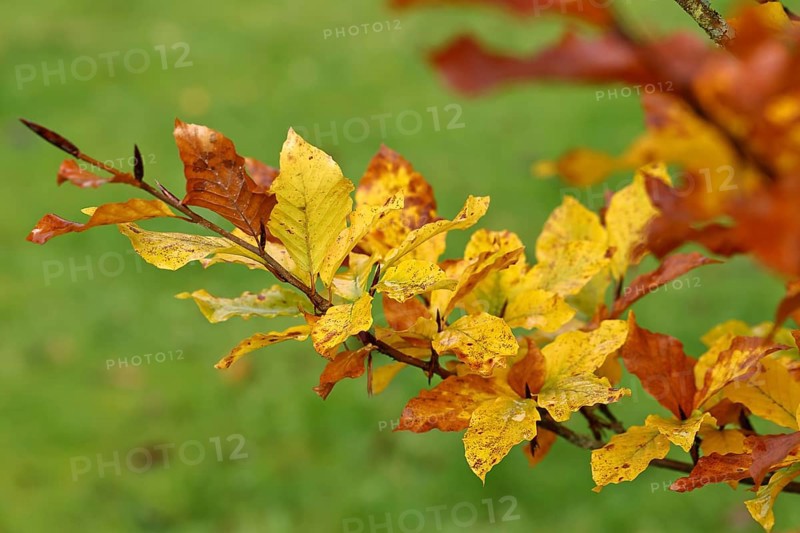 Colourful leaves of a copper beech (Fagus sylvatica), autumn foliage, Indian summer, North Rhine-Westphalia, Germany, Europe