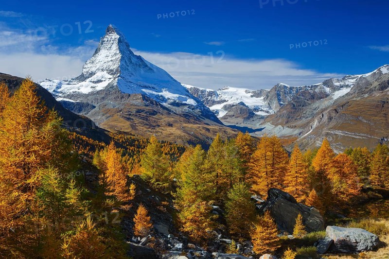 Matterhorn and larches, Valais, Switzerland, Locked for calendar cover 2021, German-speaking area, Europe