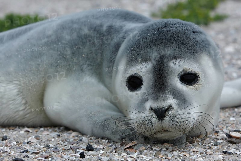 Common harbor seal (Phoca vitulina), howler, young resting on the beach, Lower Saxony Wadden Sea National Park, Lower Saxony, Germany, Europe