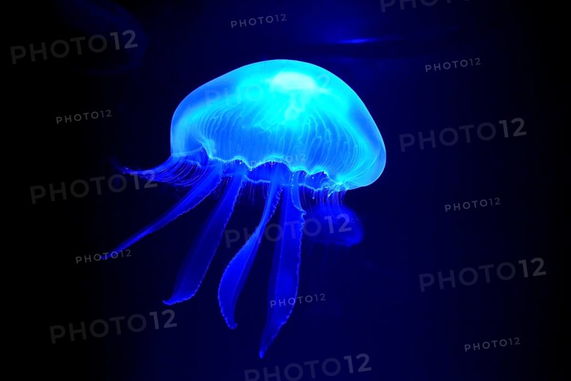Moon Jelly (Aurelia aurita), Palma Aquarium, Palma de Mallorca, Majorca, Balearic Islands, Spain, Europe