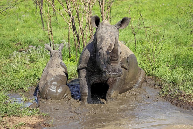 White rhinoceroses (Ceratotherium simum), female and young, taking a mud bath, Sabi Sabi Game Reserve, Kruger National Park, South Africa, Africa