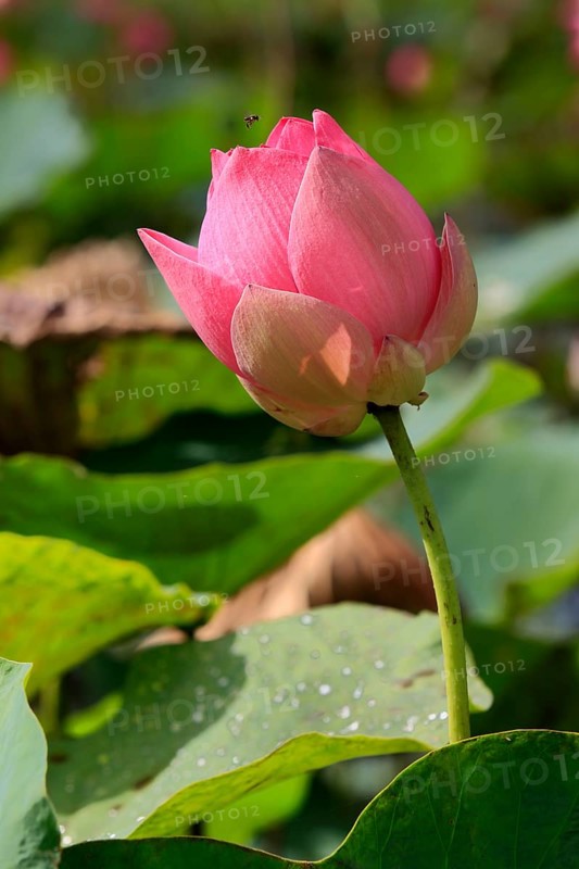 Indian Lotus (Nelumbo nucifera), Kota Kinabalu, Sabah, Borneo, Malaysia, Asia