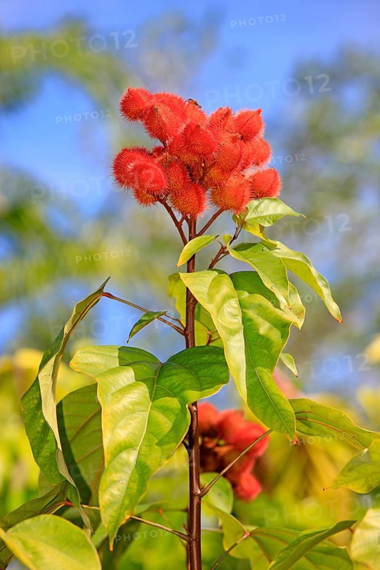 Achiote (Bixa orellana), fruits, Bixaceae