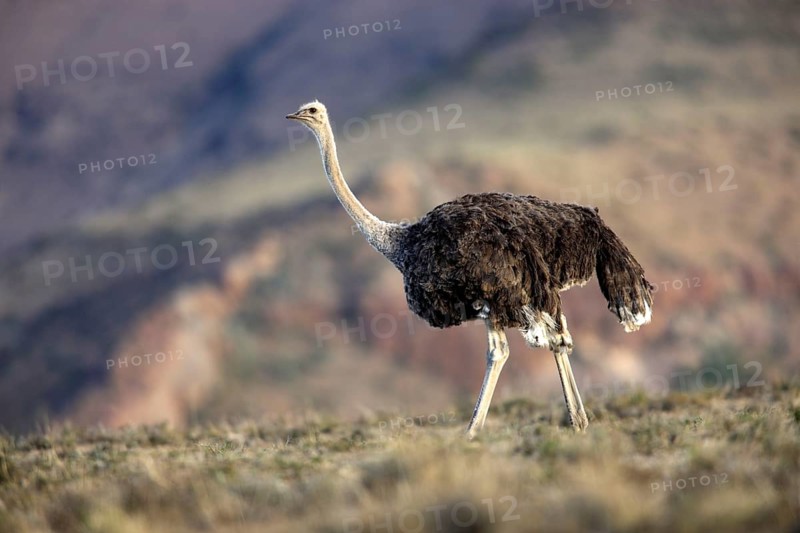 South african ostrich (Struthio camelus australis), female, Mountain Zebra National Park, South Africa, l.s, Africa