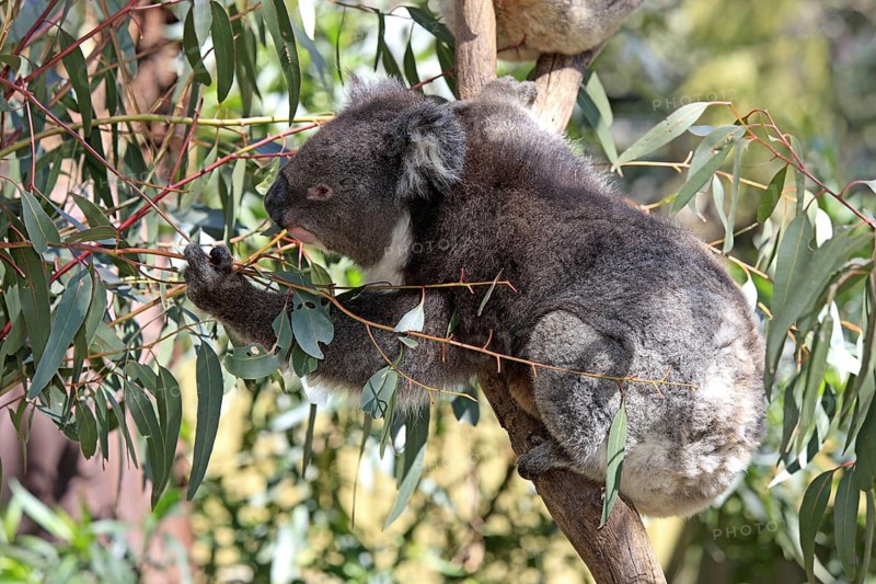 Koala (Phascolarctos cinereus), South Australia