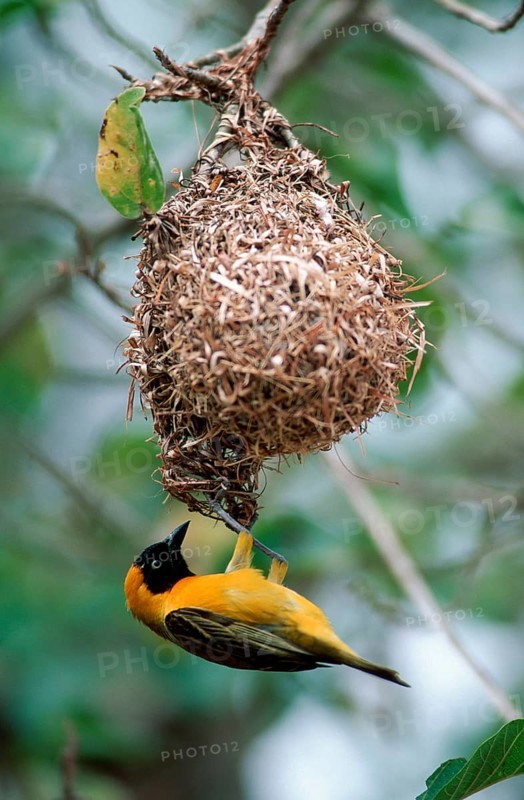 Lesser Masked Weaver (Ploceus intermedius), male building nest, Kruger national park, South Africa, Africa